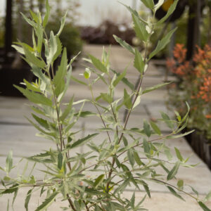 Barbula ‘Dark Knight’
