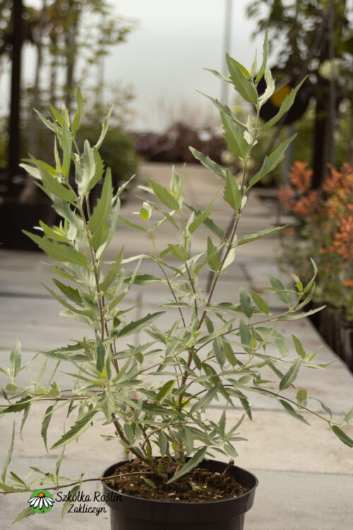 Barbula ‘Dark Knight’