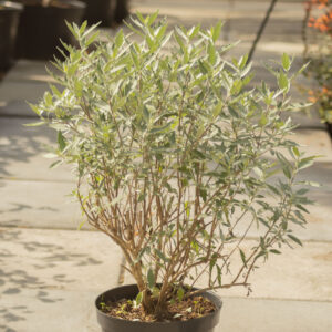 Barbula 'Sterling Silver'