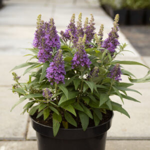 Buddleja Davida 'Butterfly Candy Little Lila'