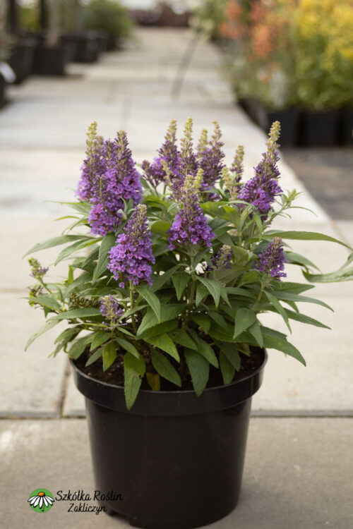 Buddleja Davida 'Butterfly Candy Little Lila'