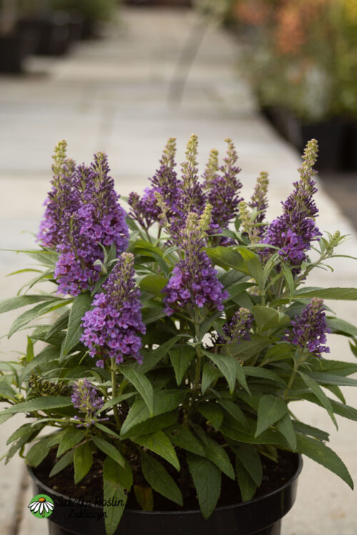 Buddleja Davida 'Butterfly Candy Little Lila'