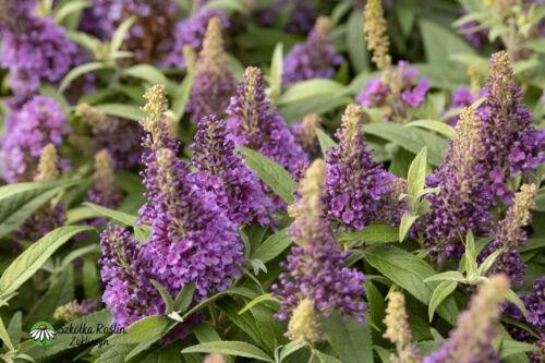Buddleja Davida 'Butterfly Candy Little Lila'