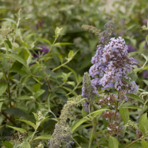 Buddleja Davida 'Papillon Blue'