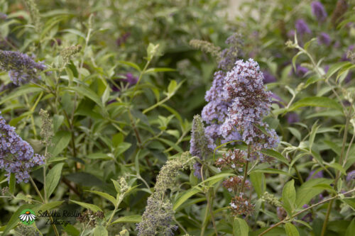 Buddleja Davida 'Papillon Blue'