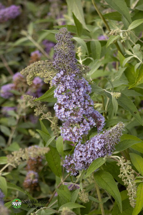 Buddleja Davida 'Papillon Blue'