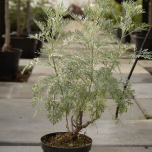 Bylica drzewkowata 'Powis Castle'