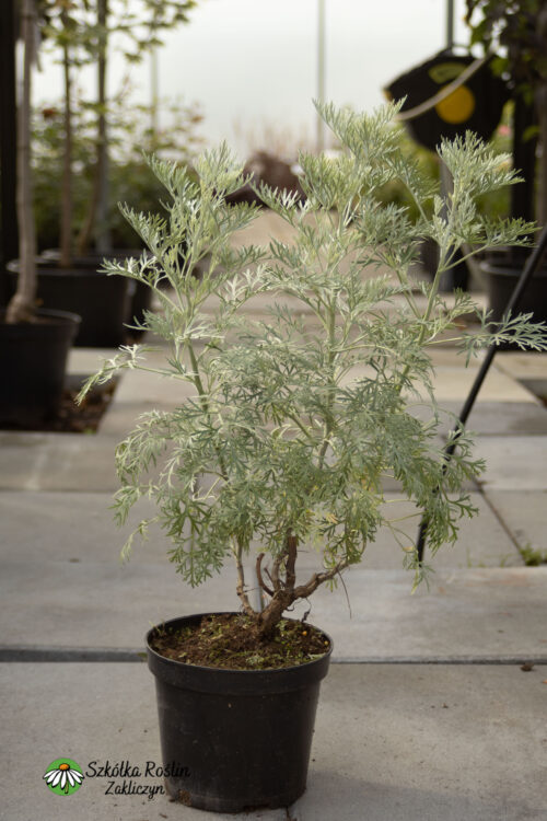 Bylica drzewkowata 'Powis Castle'