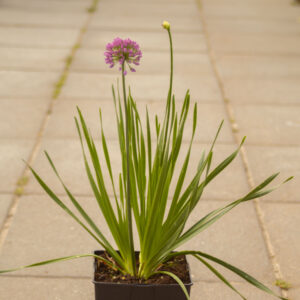 Czosnek 'Millenium'