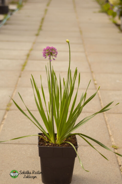 Czosnek 'Millenium'