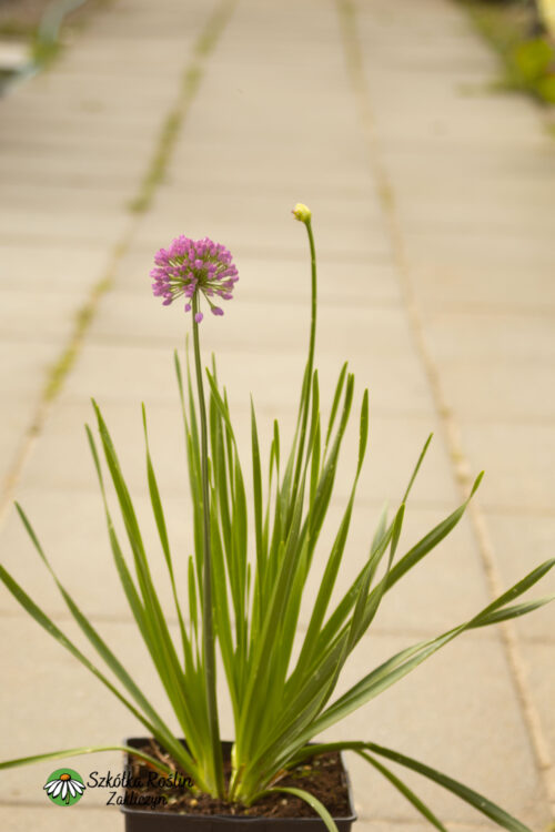 Czosnek 'Millenium'