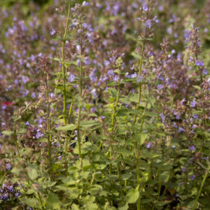Kocimiętka Faassena 'Purshian Blue'