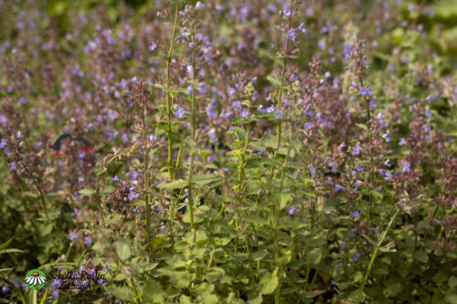Kocimiętka Faassena 'Purshian Blue'