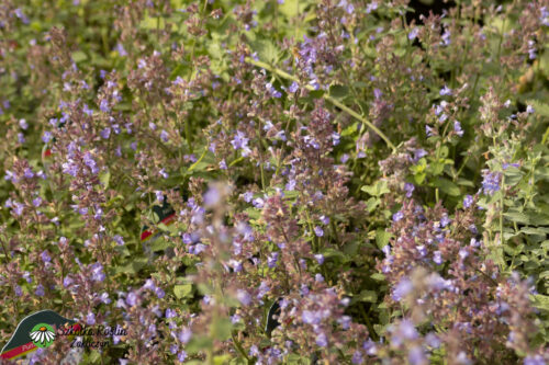 Kocimiętka Faassena 'Purshian Blue'