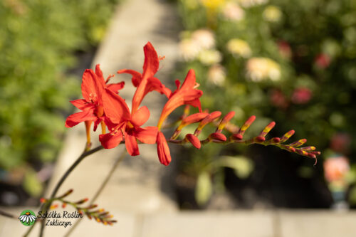 Krokosmia 'Lucifer'