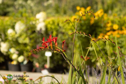 Krokosmia 'Lucifer'