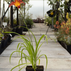 Liliowiec 'Crimson Pirate'