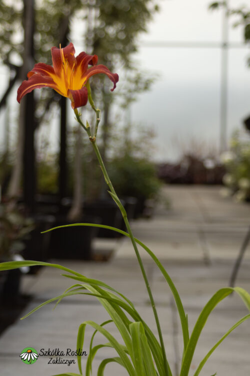 Liliowiec 'Crimson Pirate'
