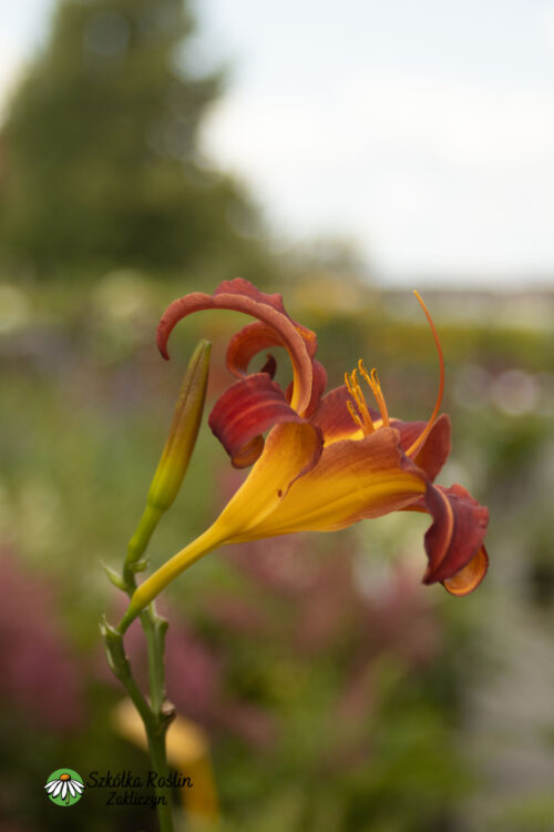 Liliowiec 'Crimson Pirate'