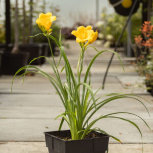 Liliowiec 'Stella d'Oro'
