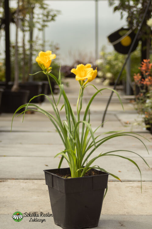 Liliowiec 'Stella d'Oro'