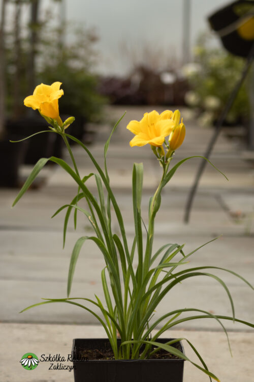 Liliowiec 'Stella d'Oro'