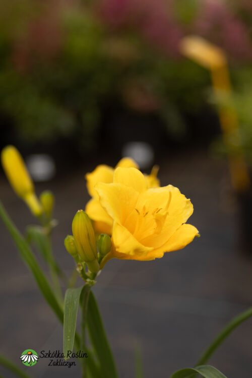Liliowiec 'Stella d'Oro'