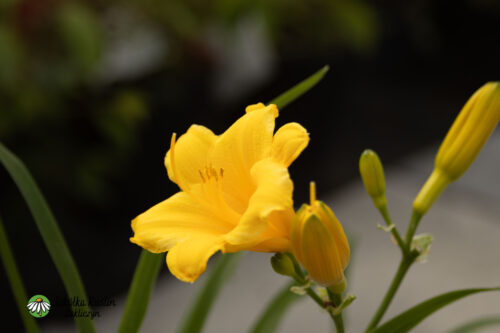 Liliowiec 'Stella d'Oro'