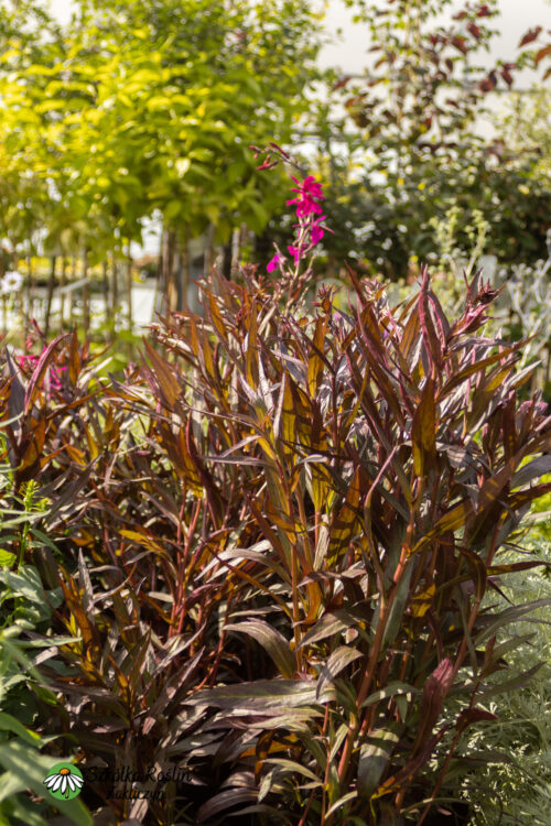 Lobelia okazała 'Russian Princess'