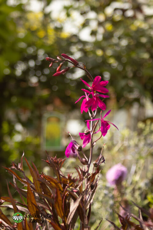 Lobelia okazała 'Russian Princess'