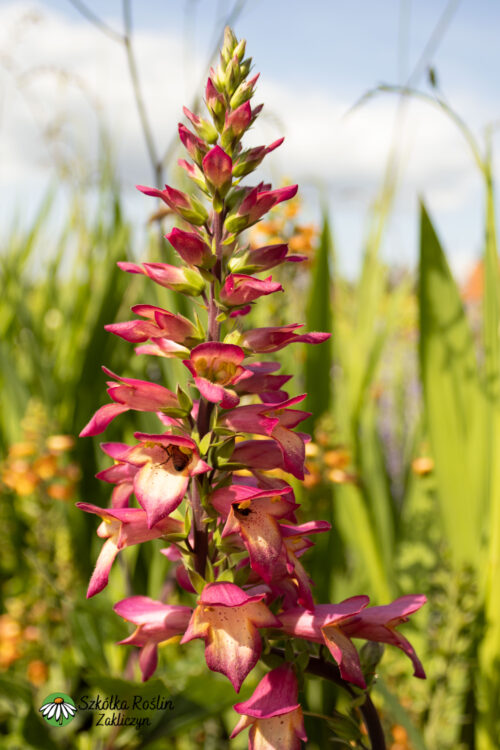 Naparstnica 'Falcon Fire'