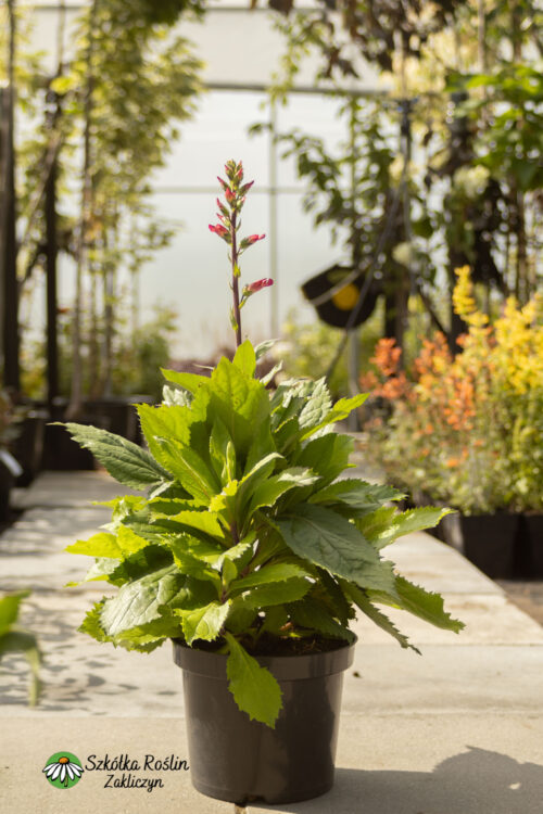 Naparstnica 'Falcon Fire'