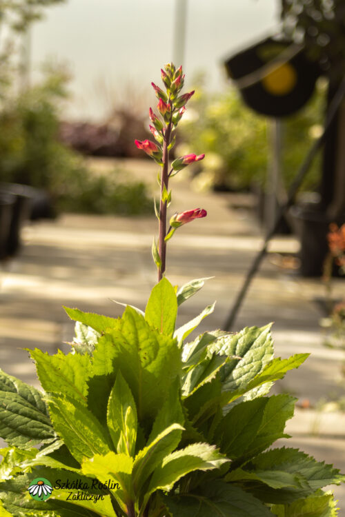 Naparstnica 'Falcon Fire'
