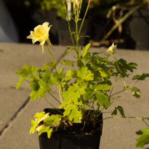 Orlik pospolity 'Earlybird Yellow'