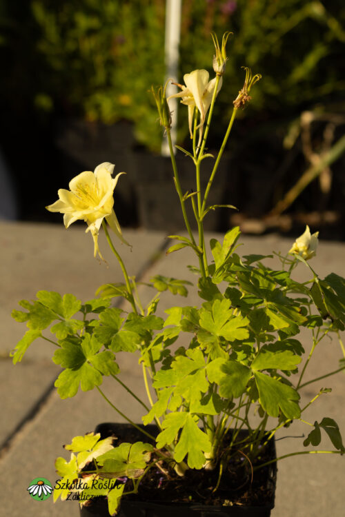 Orlik pospolity 'Earlybird Yellow'