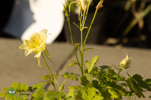 Orlik pospolity 'Earlybird Yellow'
