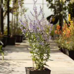 Perowskia łobodolistna 'Bluesette'