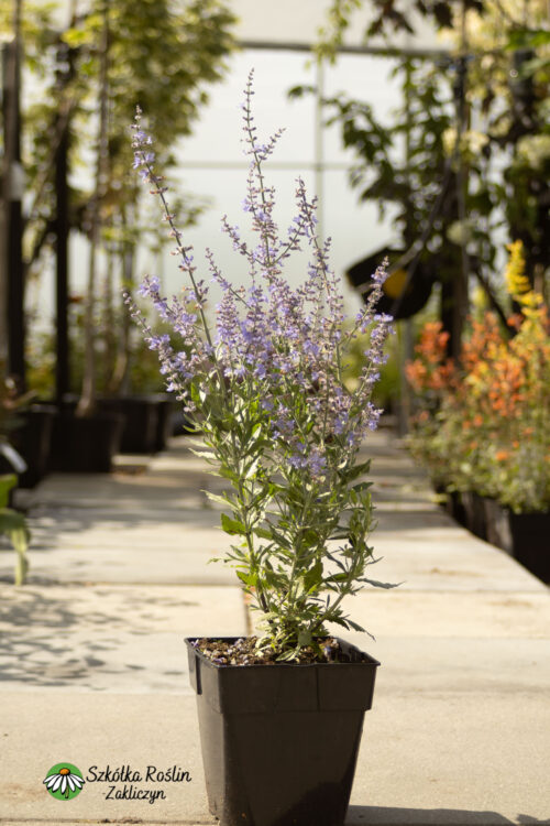 Perowskia łobodolistna 'Bluesette'