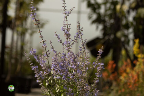 Perowskia łobodolistna 'Bluesette'