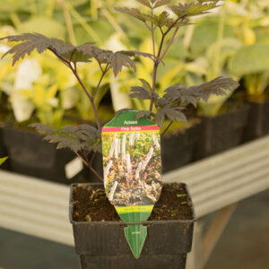 Pluskwica prosta 'Pink Spike'