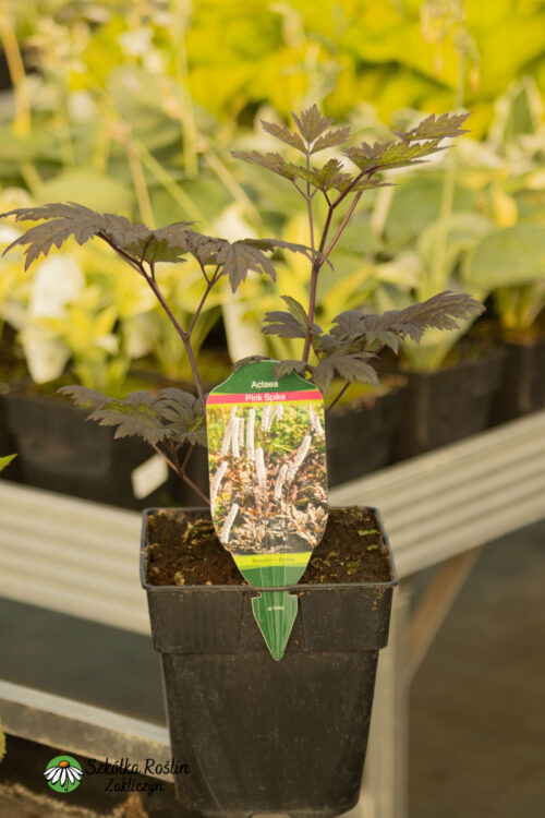 Pluskwica prosta 'Pink Spike'