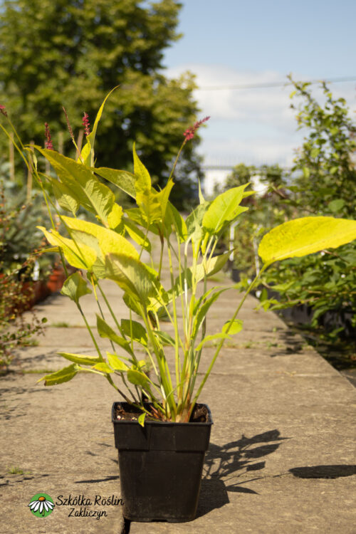 Rdest himalajski 'Cottersbrook Gold'