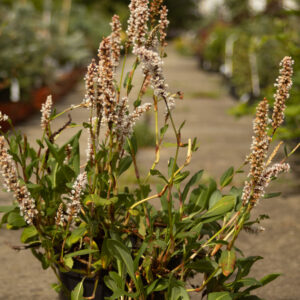Rdest pokrewny 'Kabouter'