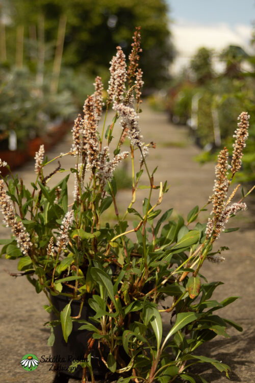 Rdest pokrewny 'Kabouter'