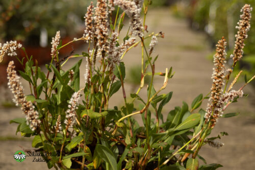 Rdest pokrewny 'Kabouter'