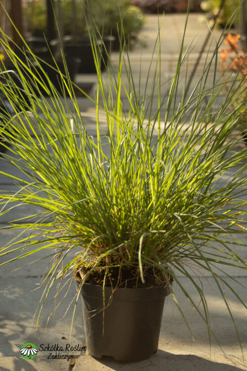 Rozplenica japońska 'Heidebraut'