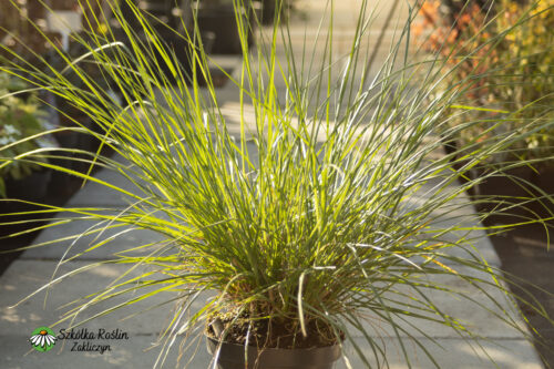 Rozplenica japońska 'Heidebraut'