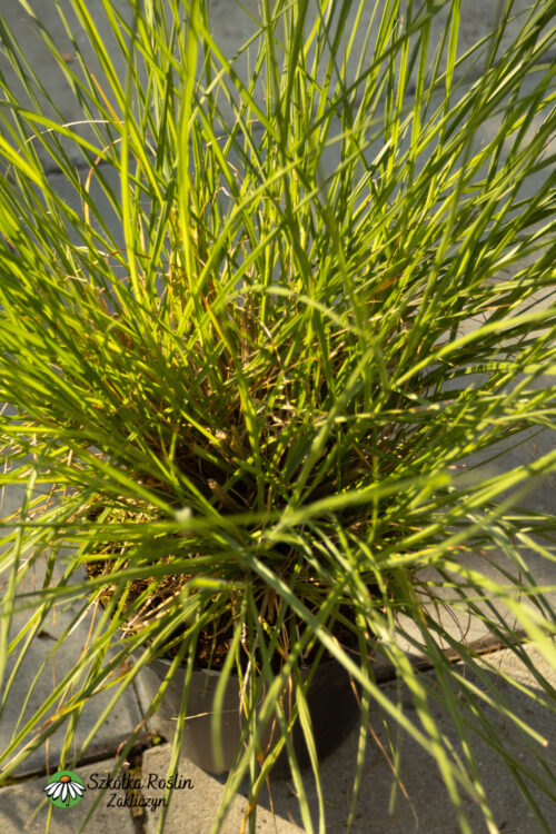 Rozplenica japońska 'Heidebraut'