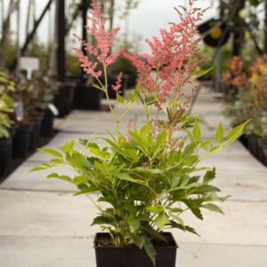 Tawuła Arendsa 'Astary Rose Shades'