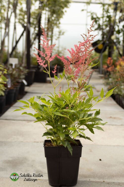 Tawuła Arendsa 'Astary Rose Shades'